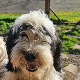 Happy - Black brown and white male Tibetan Terrier puppy in Dorena, Oregon from West Coast Tibetans