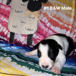 Boy 1 - Vince - Tri-color male Border Collie puppy in Liverpool, Pennsylvania from Breezy Acres Stock & Sporting Dogs
