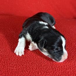 The Garden Litter - Larkspur - Black and tan male Pembroke Welsh Corgi puppy in Victoria, Texas from Clear Creek Corgis