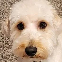 Marble - Goldendoodle