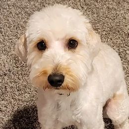 Marble - Goldendoodle