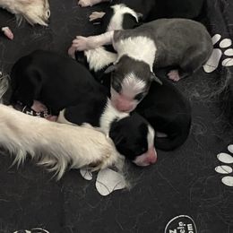 Australian Shepherd Puppies from Lil' Blue Blessings