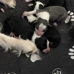 Australian Shepherd Puppies from Lil' Blue Blessings