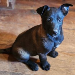 Zena Zamora - Mahogany female Belgian Malinois puppy in Elizabethton, Tennessee from Forever Family K9