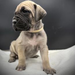 Fawn 2 - Fawn female Great Dane puppy in Grand Junction, Colorado from Top Brackett Danes