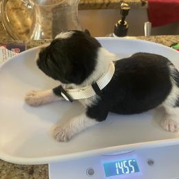 White collar Girl 1 - Parti female Miniature Schnauzer puppy in Flintstone, Georgia from Lovey Mini Schnauzers