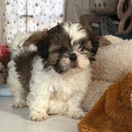 Boy 2 - Black gold and white male Shih Tzu puppy in Skipperville, Alabama from Nay Nay’s Babies