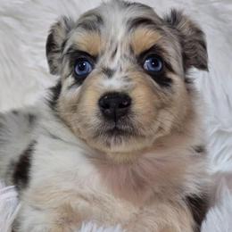 PS.BMF1 - Blue merle female Miniature Australian Shepherd puppy in Deer Lodge, Tennessee from KSH Aussie Haven