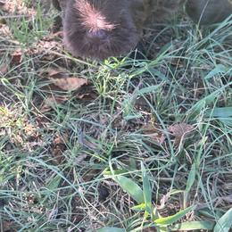 Lucia - Chocolate female Labradoodle puppy in Manchaca, Texas from Heartrock Labradoodles