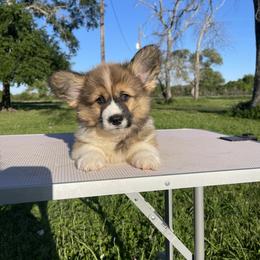 Pembroke Welsh Corgi Puppies from MG Corgis