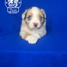 Boy 1 - Miniature Australian Shepherd puppy in Buchanan, Georgia from Stanleyville Farm Mini Aussies