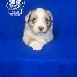 Boy 1 - Miniature Australian Shepherd puppy in Buchanan, Georgia from Stanleyville Farm Mini Aussies