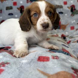 Male Red Piebald - Piebald male Dachshund puppy in Wytheville, Virginia from Weenie Haven