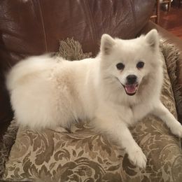 American Eskimo Dogs from White Gypsy Ranch