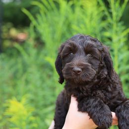 Red - Chocolate male Australian Labradoodle puppy in Williamstown, New York from Lewis Manor Labradoodles