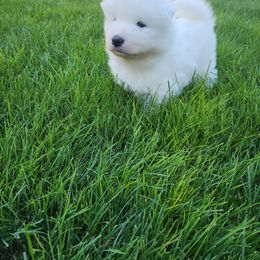 Aspen - White female Samoyed puppy in Morgan, Utah from Carriage Court Kennels