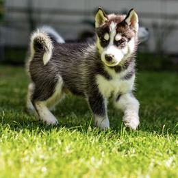 Siberian Husky Puppies from PNWHuskies