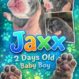 Jaxx - Blue tri-color male Bulldog puppy in Seneca, South Carolina from Burrell’s Bulldog Kingdom