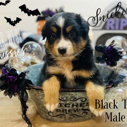 Australian Shepherd Puppies from Far West Aussies
