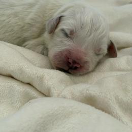 Black Collar - White male Great Pyrenees puppy in Tehachapi, California from Country Oaks Farm