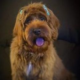 Rue  - Australian Labradoodle