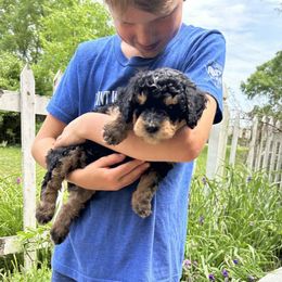 Mac - Tri-color male Bernedoodle puppy in Mesick, Michigan from Minnie's UpNorth Doodles