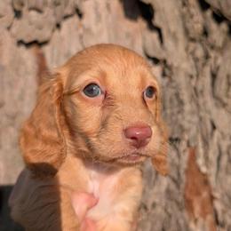 Honey PET ONLY - Dapple female Dachshund puppy in Unadilla, Georgia from Hamsley's Puppy Palace