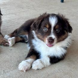 Spirit - Red tri male Miniature Australian Shepherd puppy in Canton, Texas from Knockout Aussies & MAS