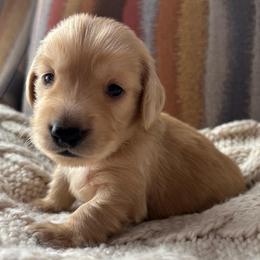 Charlie - Cream male Dachshund puppy in Mesa, Arizona from Ruby Desert Doxies
