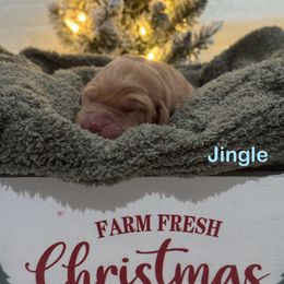 Jingle - Yellow male Labrador Retriever puppy in Tigard, Oregon from Morrison Labrador Retreivers