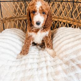 Pickle - Red  female Goldendoodle puppy in Brookville, Pennsylvania from Woodland Mountain Doodles