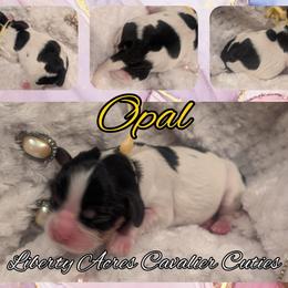 Opal - Tri-color female Cavalier King Charles Spaniel puppy in Oppelo, Arkansas from Liberty Acres Puppies
