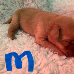 Boy 4 - Yellow male Labrador Retriever puppy in Reidsville, North Carolina from Wilson’s Pointers
