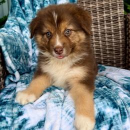 Indy - Red tri-color female Australian Shepherd puppy in Oxford, Florida from SoCo Aussies