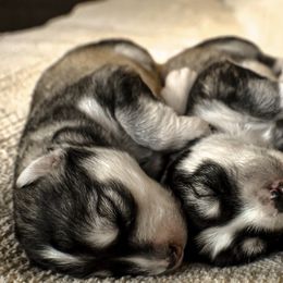 Siberian Husky Puppies from Fly Siberian