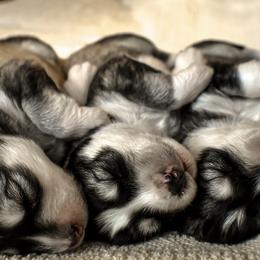 Siberian Husky Puppies from Fly Siberian