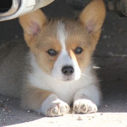 American Corgi, French Bulldog, and Pembroke Welsh Corgi Puppies from Moonstone Corgis & Frenchies