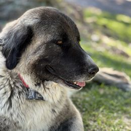Severine - Anatolian Shepherd Dog