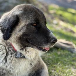 Severine - Anatolian Shepherd Dog