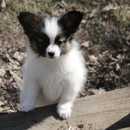 Girl 1 - Black brown and white Papillon puppy in Jackson, Michigan from EJM Papillons