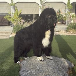 Jack - Newfoundland