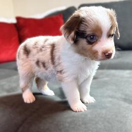 Charlie (ASDR and AKC) - Red merle male Miniature Australian Shepherd puppy in Stockton, Missouri from Kizmit Farmz