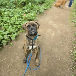 Ducky - Red fawn brindle female Bullmastiff puppy in Washington from BTrue