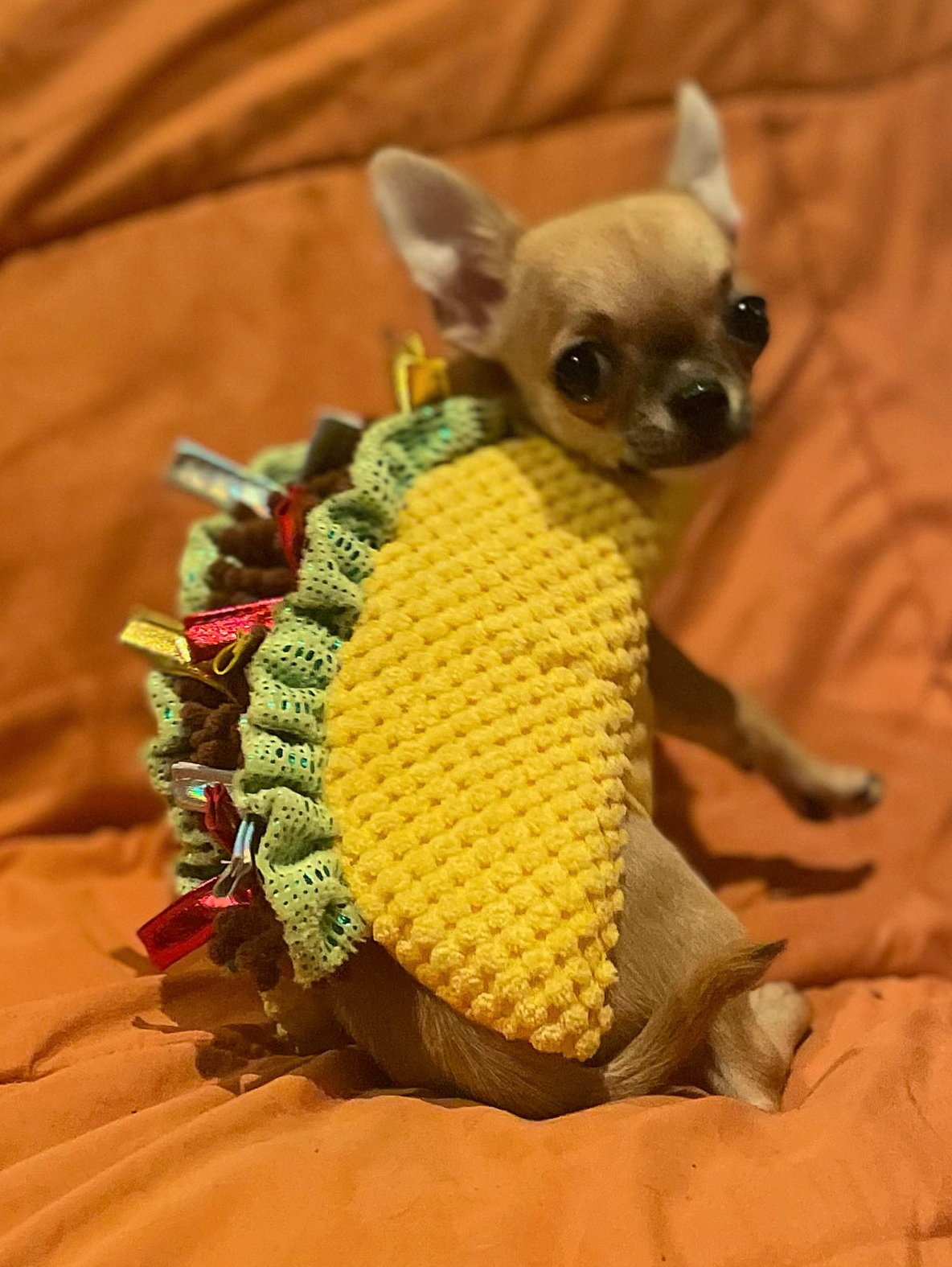 Chihuahua Puppies from Jamie's Chihuahuas
