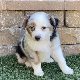 Miniature Australian Shepherd Puppies from Amberwood DD Aussies