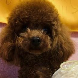 Lili - Poodle