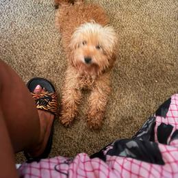 Rein - Poodle