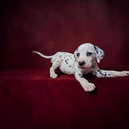 Uno - White and black male Dalmatian puppy in Adkins, Texas from Rock'N'Spark Dalmatians