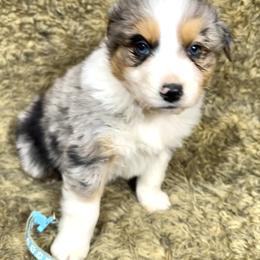 Tally - Blue merle female Australian Shepherd puppy in Vail, Iowa from Homegrown Huskies
