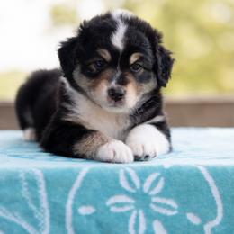 Girl 1 - Black tri female Miniature American Shepherd puppy in Groesbeck, Texas from Empire Miniature American Shepherds